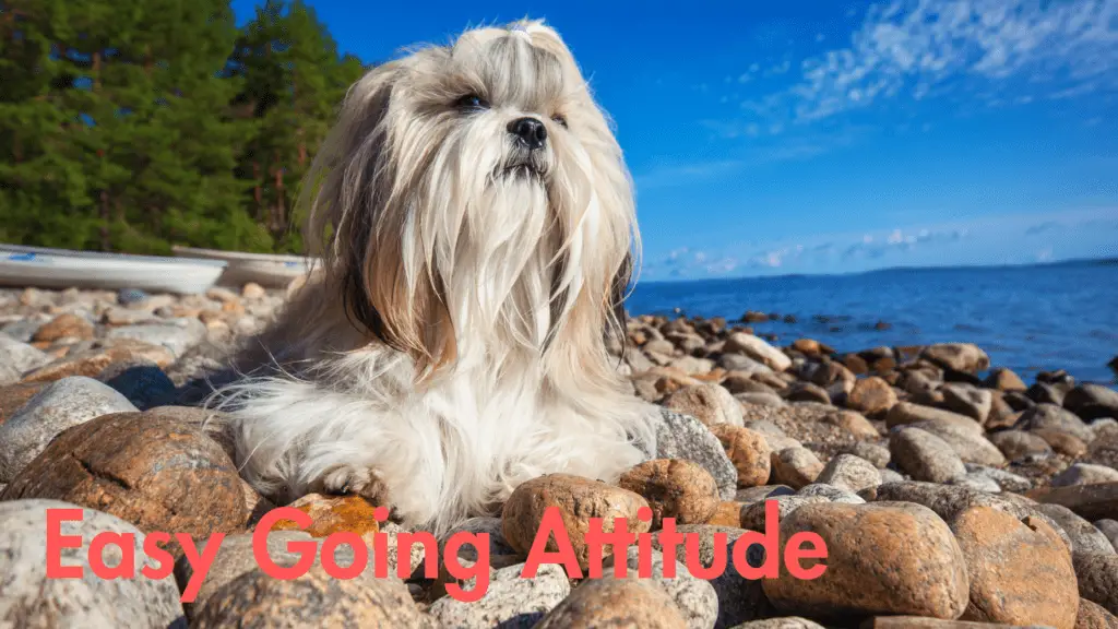 Shih tzu relaxing on a beach with an easy going attitude