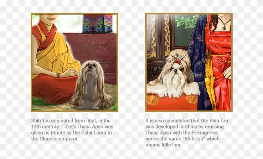 The Lhasa Apso with the Dalai Lama was crossed with a pekingese to develop the Shih Tzu dog breed