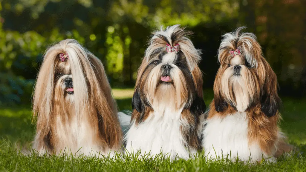 Do Shih tzus bark alot? 3 Shih Tzus standing next to each other