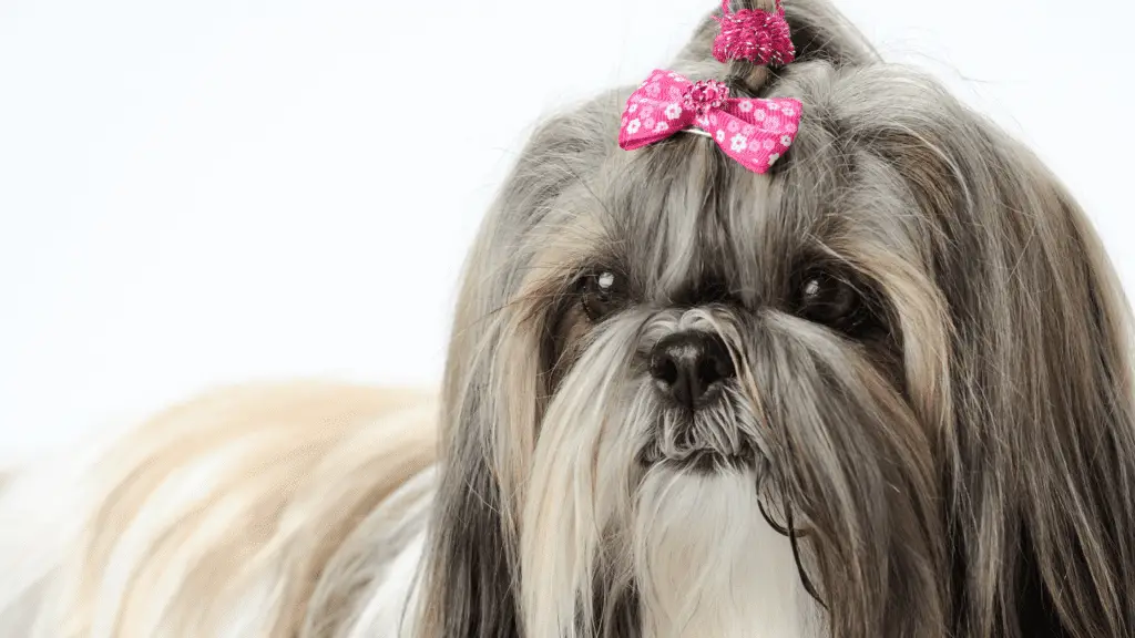 Are there health issues with owning a shih tzu?