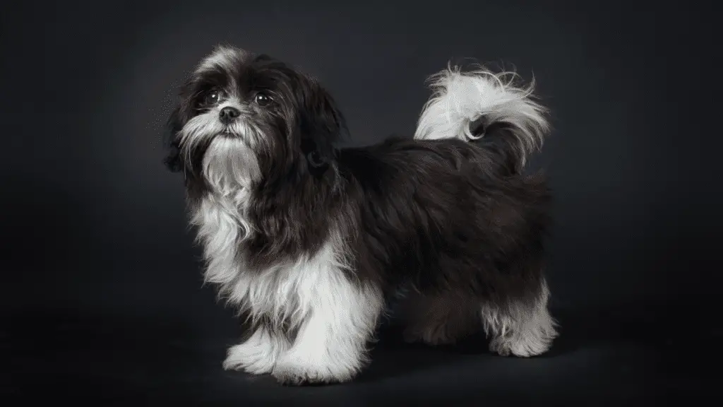 How much does a Shih Tzu puppy cost and where can you find one for sale?