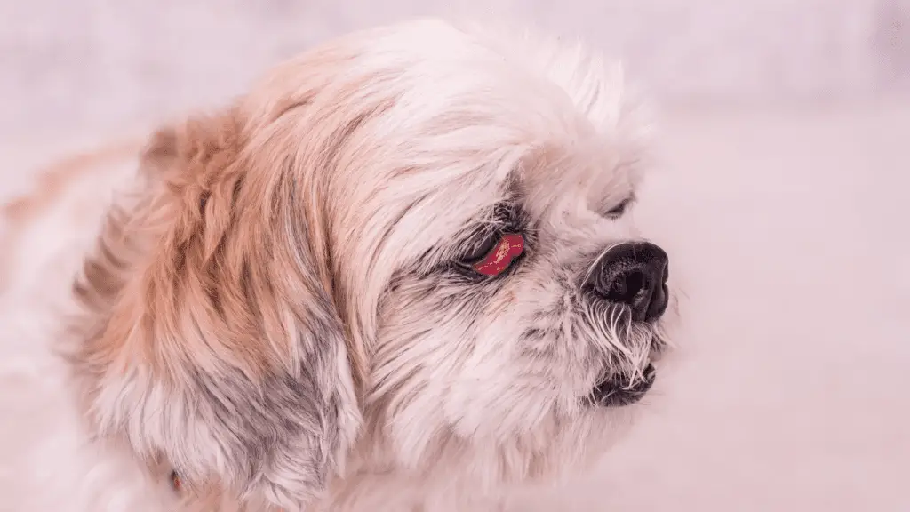 What to do if your Shih Tzus eyes get injured?