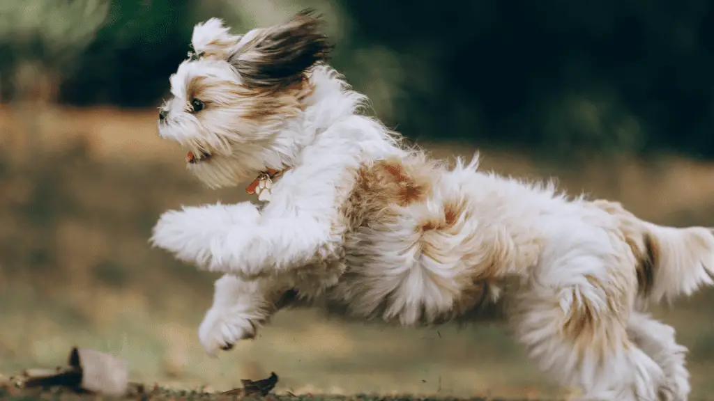 How long can Shih Tzu live for?