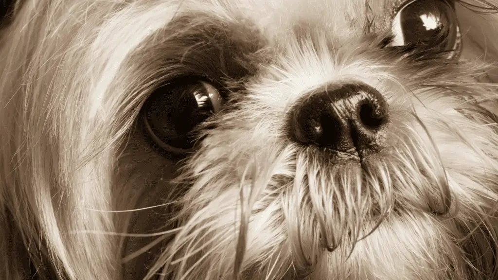 How to clean and care for the eyes of your Shih Tzu?