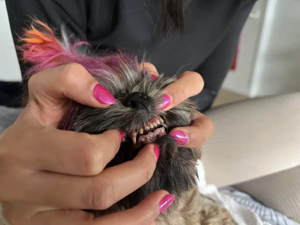 Shih Tzu's teeth can be a problem if not maintained
