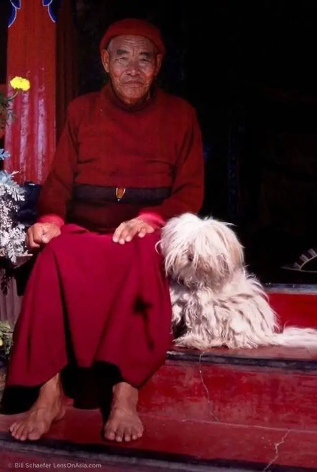 Shih Tzu sitting with a tibetan monk