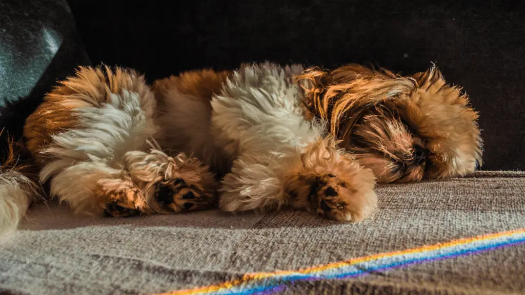 Why Does My Shih Tzu Snore?