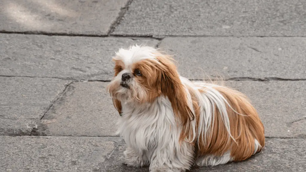Reasons Why Your Shih Tzu Hair Is Not Fluffy