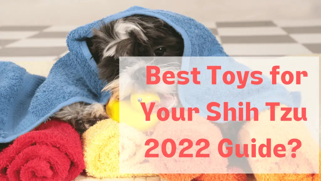 Best Toys For Shih Tzu (2022 Guide with our best recommendations)