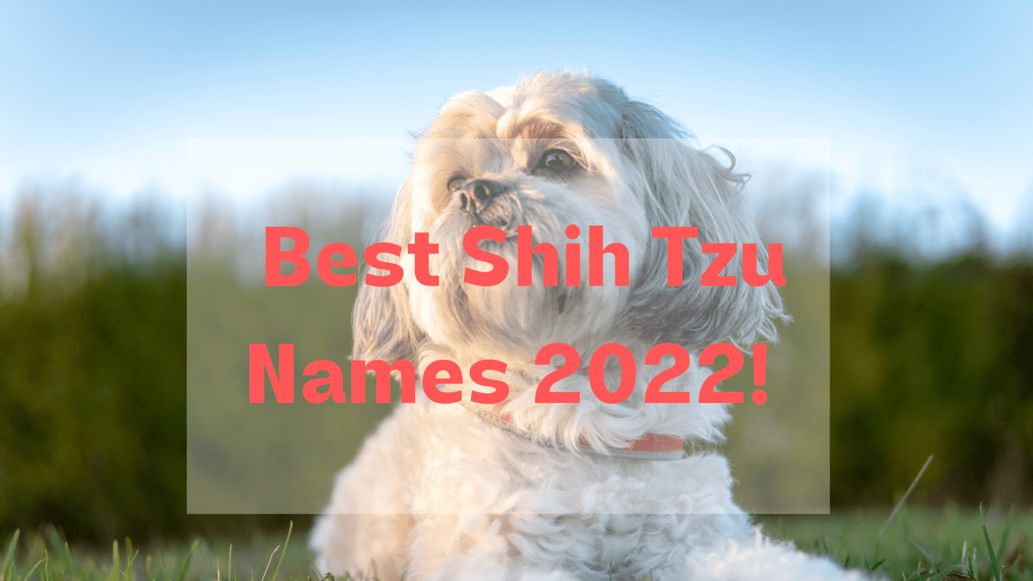 Best Shih Tzu Names How To Choose The Perfect Name in 2022