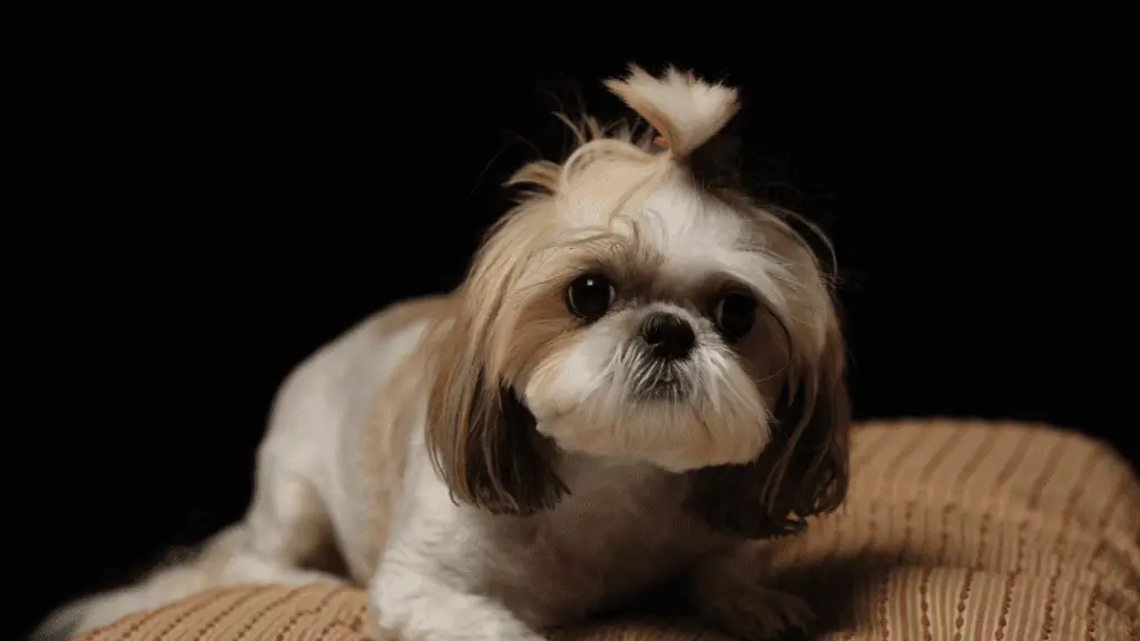 Why Is It Essential To Name Your Shih Tzu Through Training?