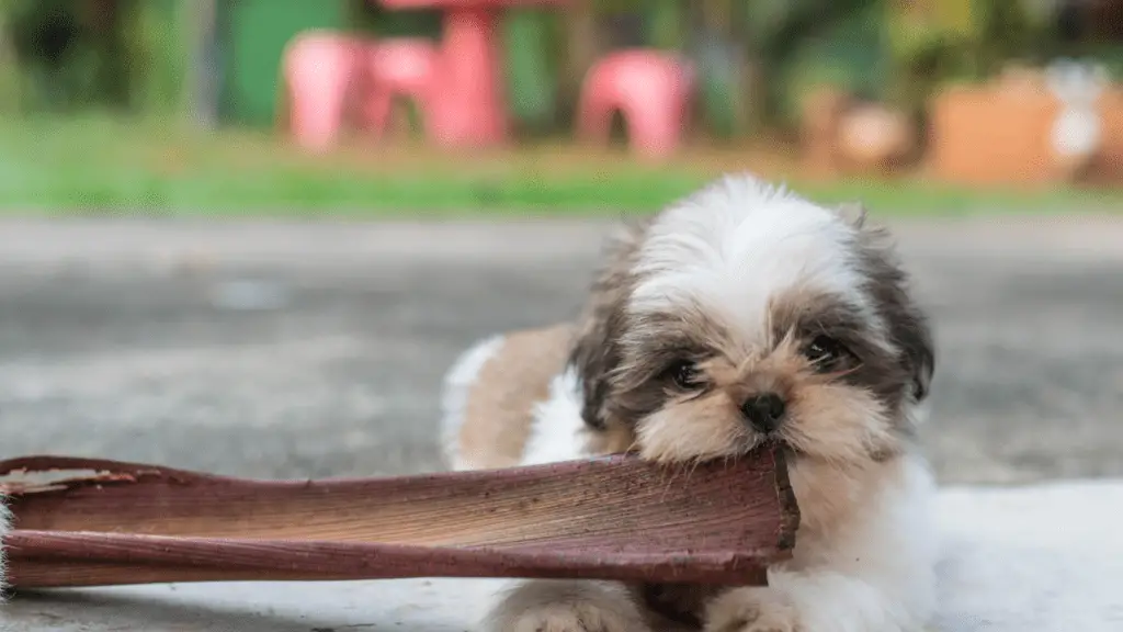 Diet-Related Health Issues Of A 3-Month Old Shih Tzu Puppy