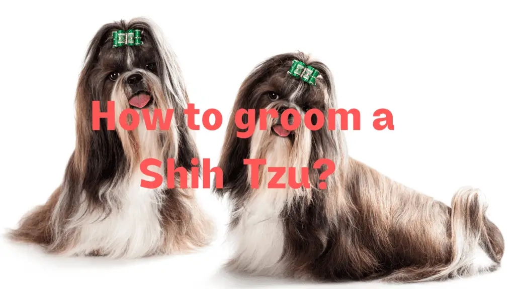 How to groom a Shih Tzu?