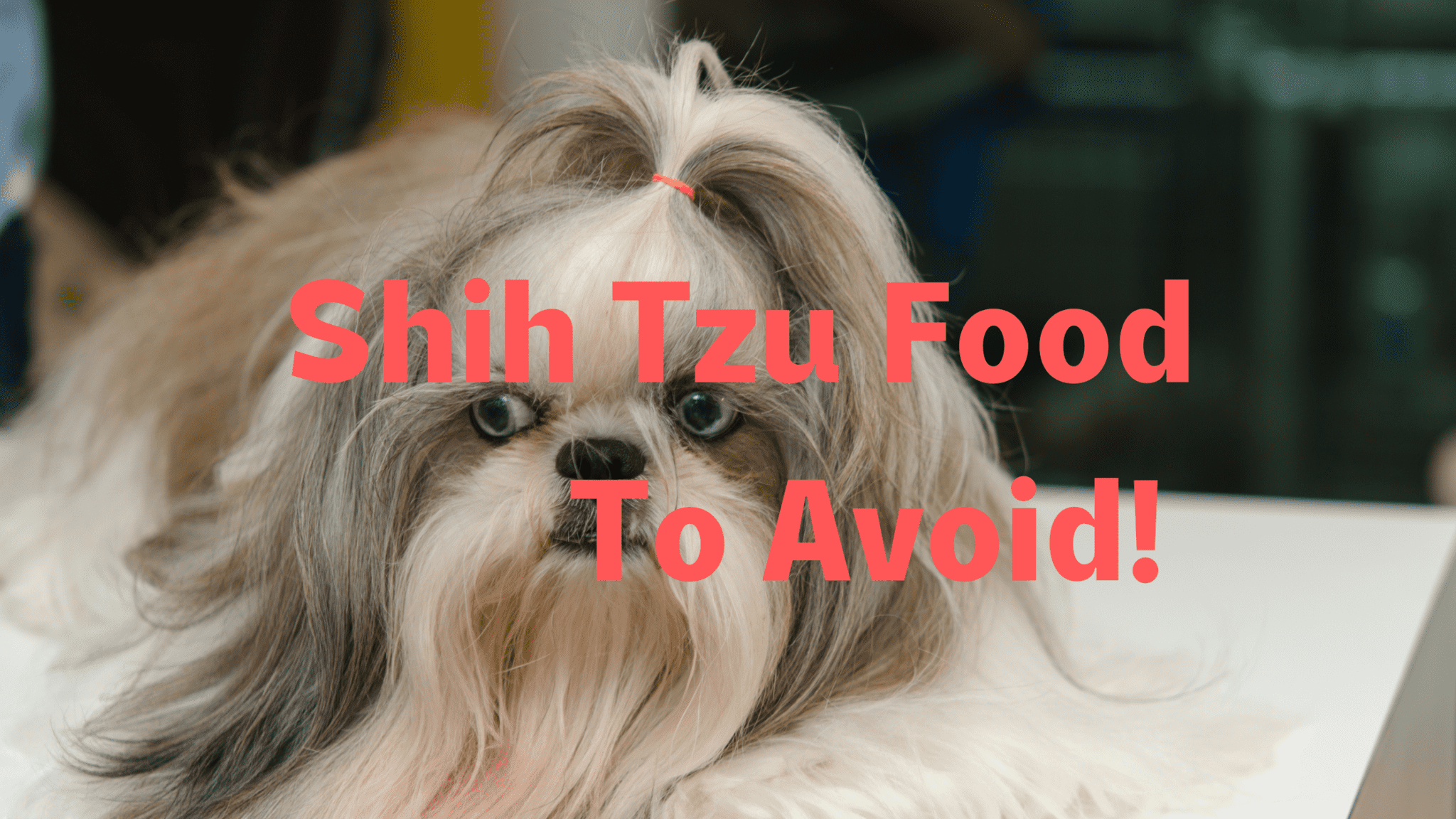 Shih Tzu Food To Avoid (24 Foods to stay away from)