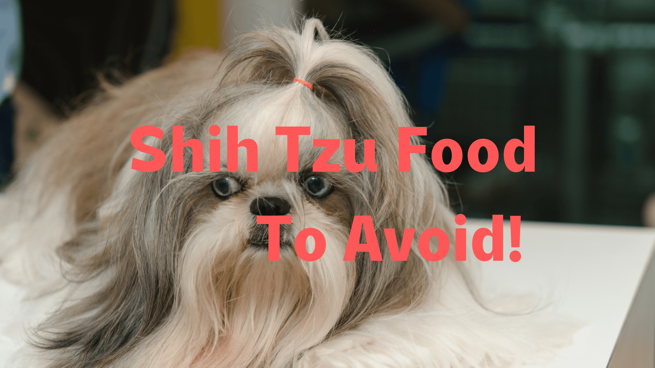 Shih tzu hotsell food to avoid