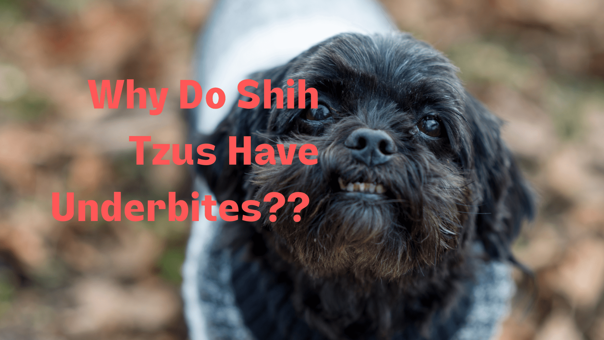 Why Do Shih Tzus Have Underbites?