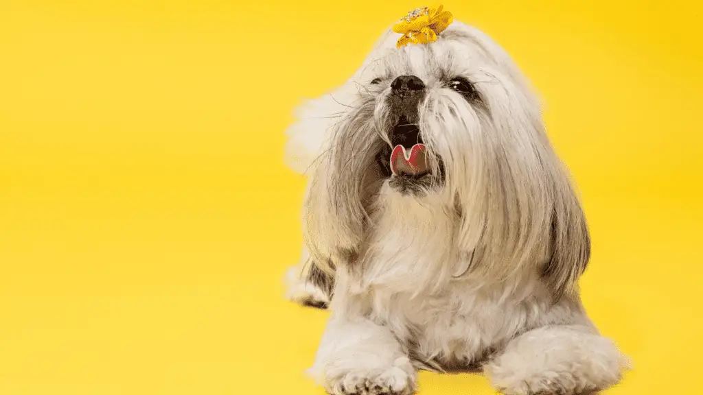 Why Is Your Shih Tzu Acting Strange?