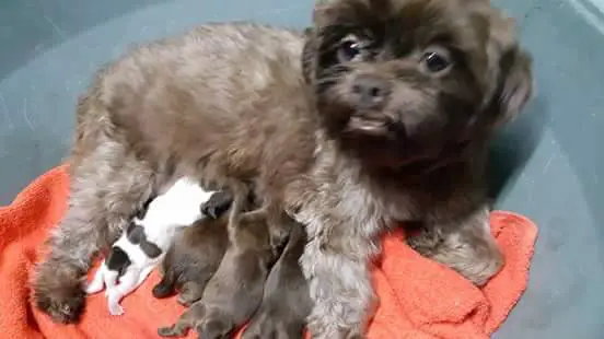 After Birth Care From A Shih Tzu