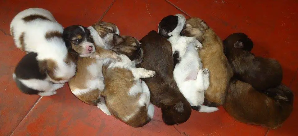 How Many Puppies Will My Shih Tzu Have?