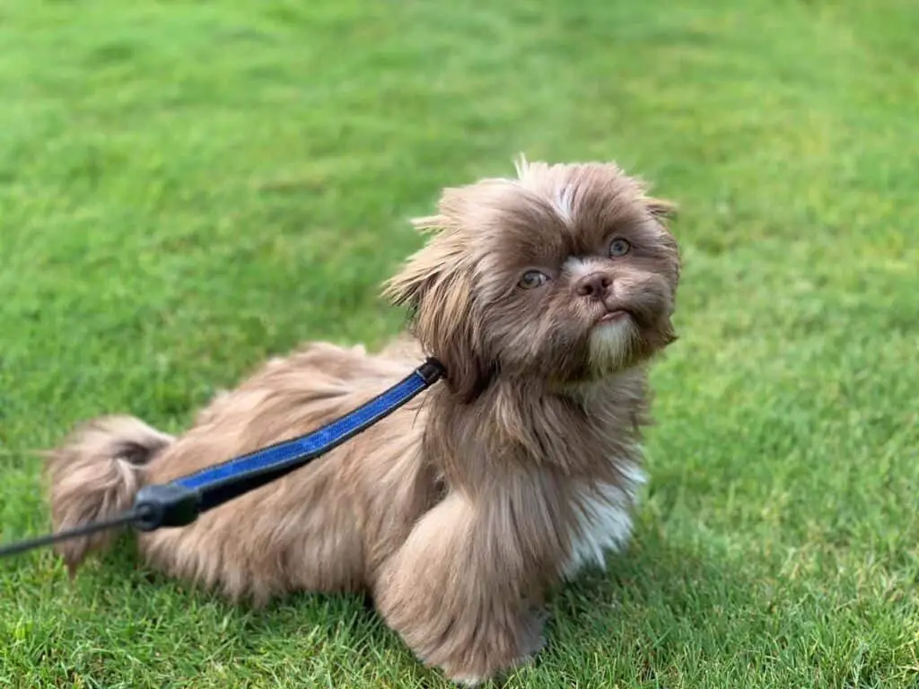 What Makes An Imperial Shih Tzu Different To A Standard Shih Tzu?