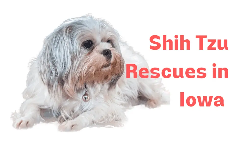 Shih Tzu Rescue Iowa