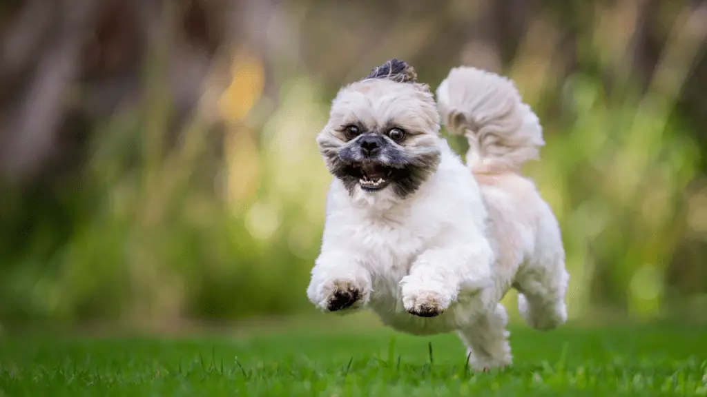 Shih Tzu Recommendations and Tricks