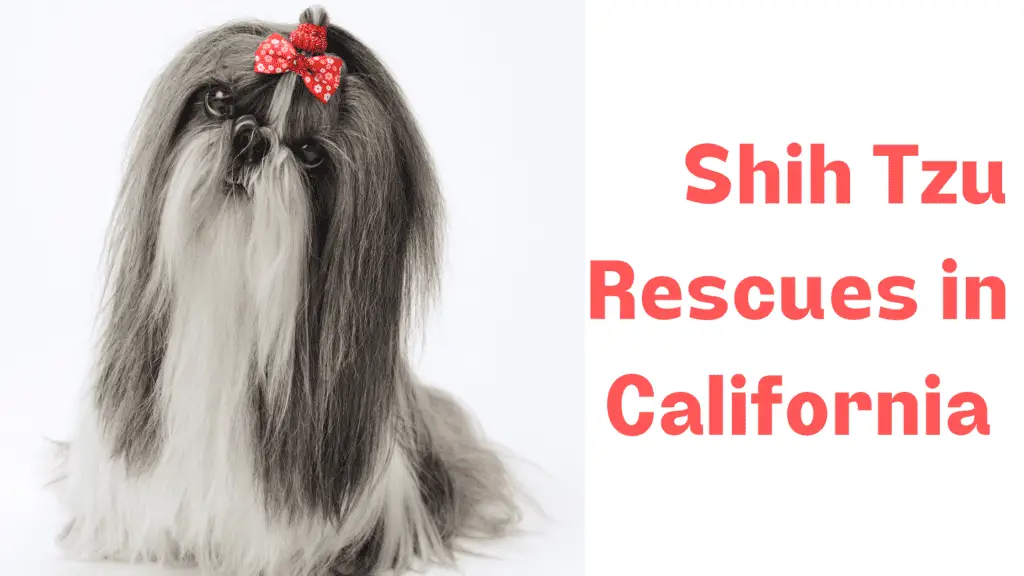 Shih Tzu Rescue California