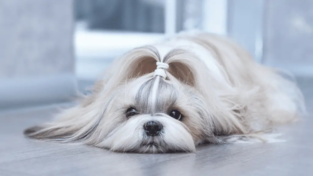 How Long Can A Shih Tzu Be Left Alone?