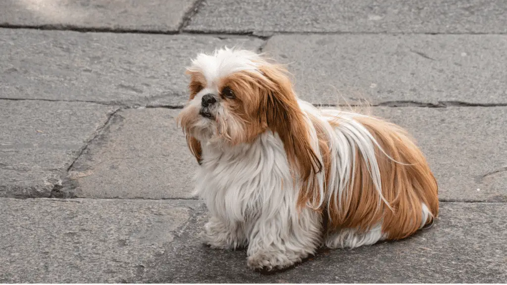 Signs That Indicate Shih Tzu Needs To Go Potty