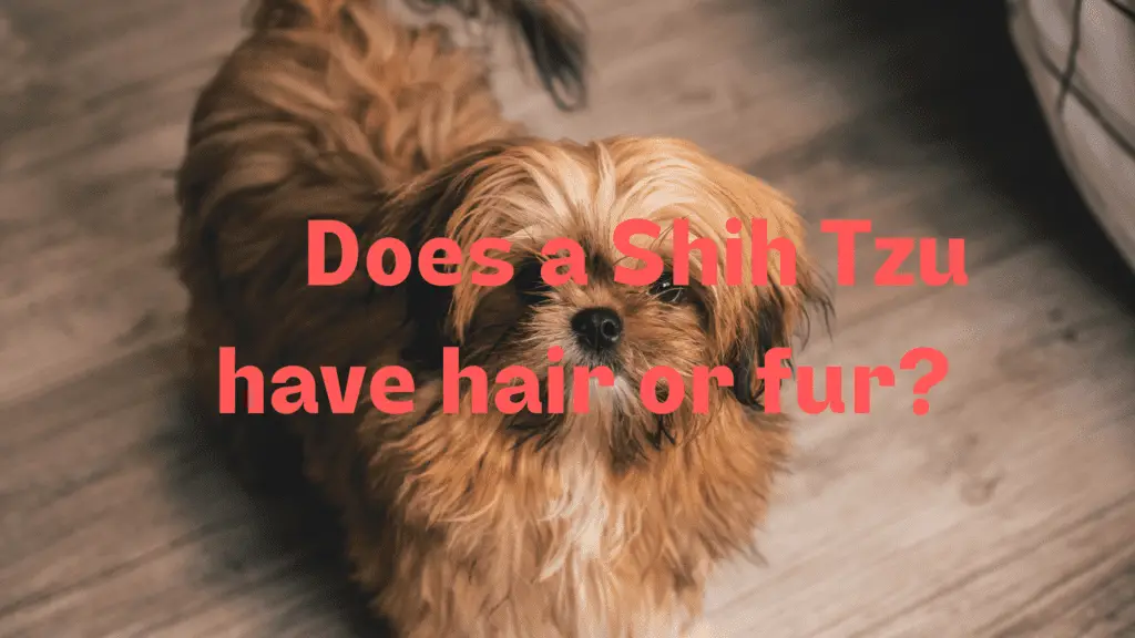 Does Shih Tzu Have Hair Or Fur?