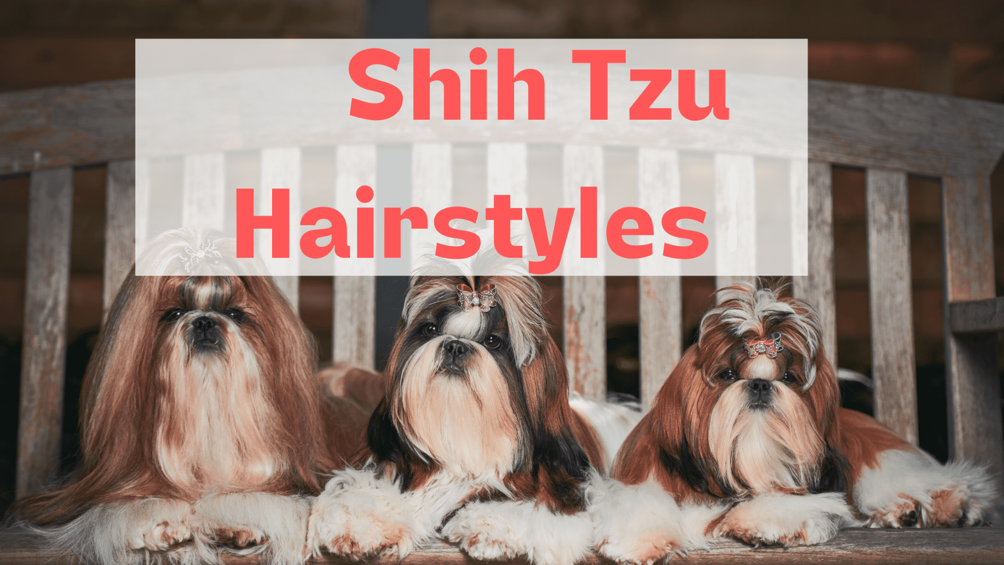 Shih Tzu Haircuts | 9 Different Styles You Must Try!