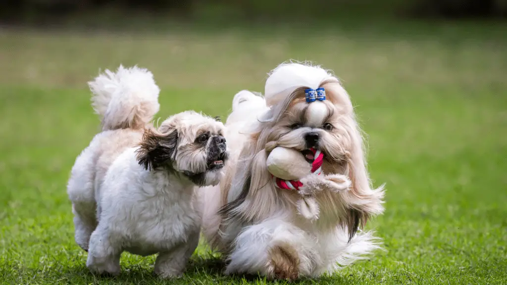 How Often Should Shih Tzus Be Bathed?
