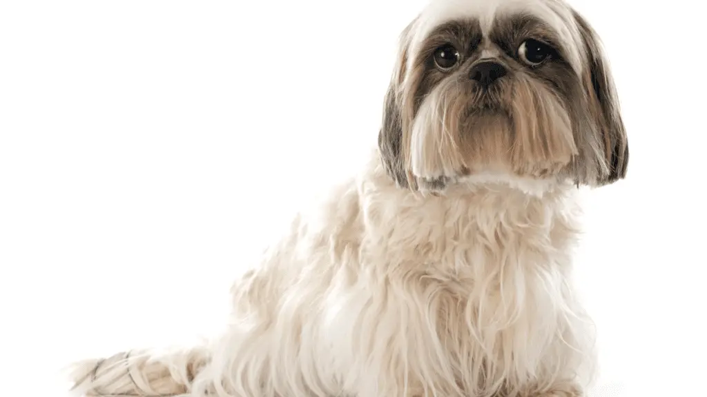How To Get Rid Of Shih Tzu's Smelly Face? 