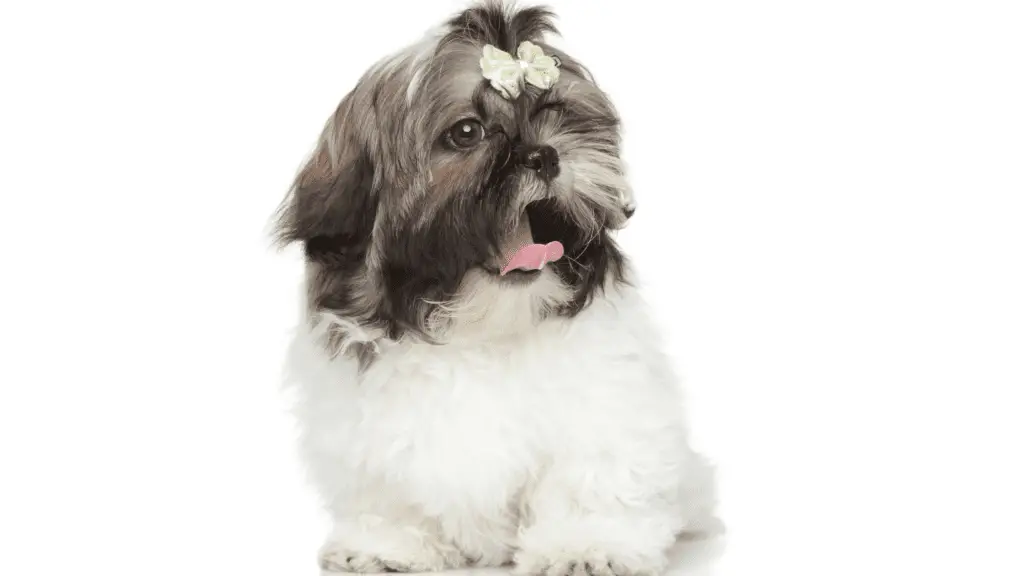 Shih Tzu can be mishandled by groomers causing trauma