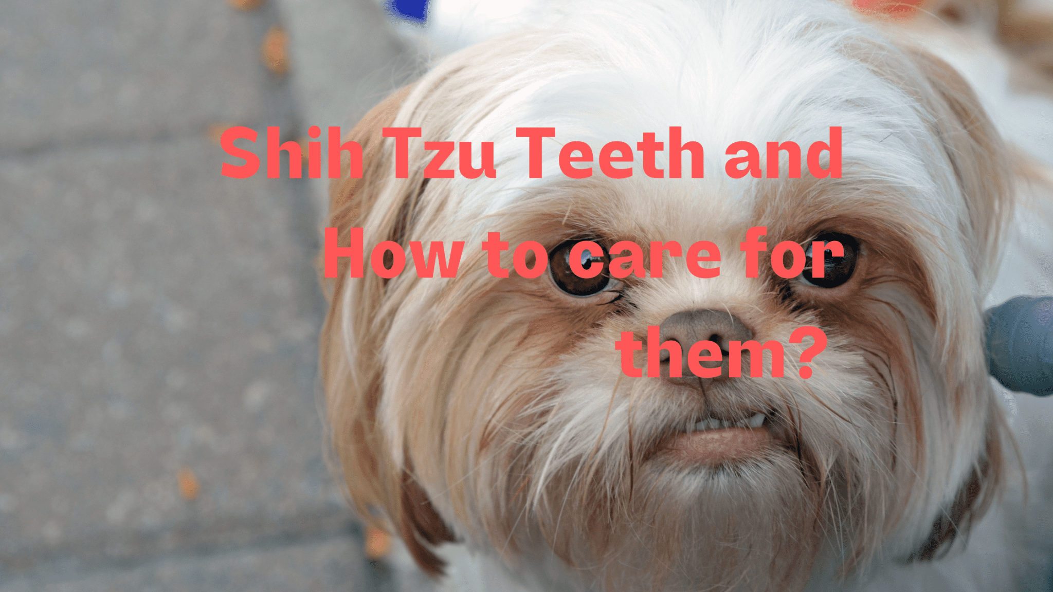 Shih Tzu Teeth The full guide on how to care for them properly!