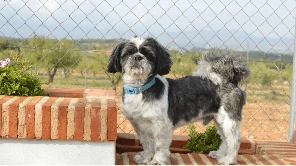 Is A Shih Tzu The Right Dog for You?