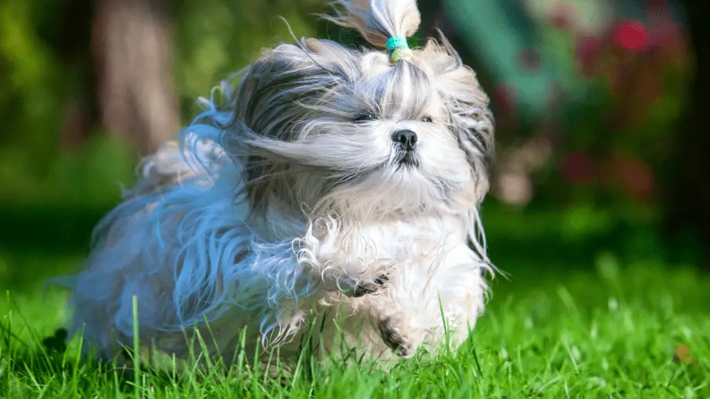The Benefits and Drawbacks of Owning a Shih Tzu
