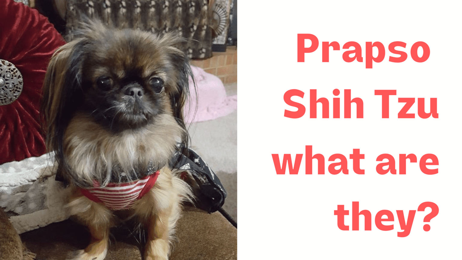 Prapso Shih Tzu What exactly are they?