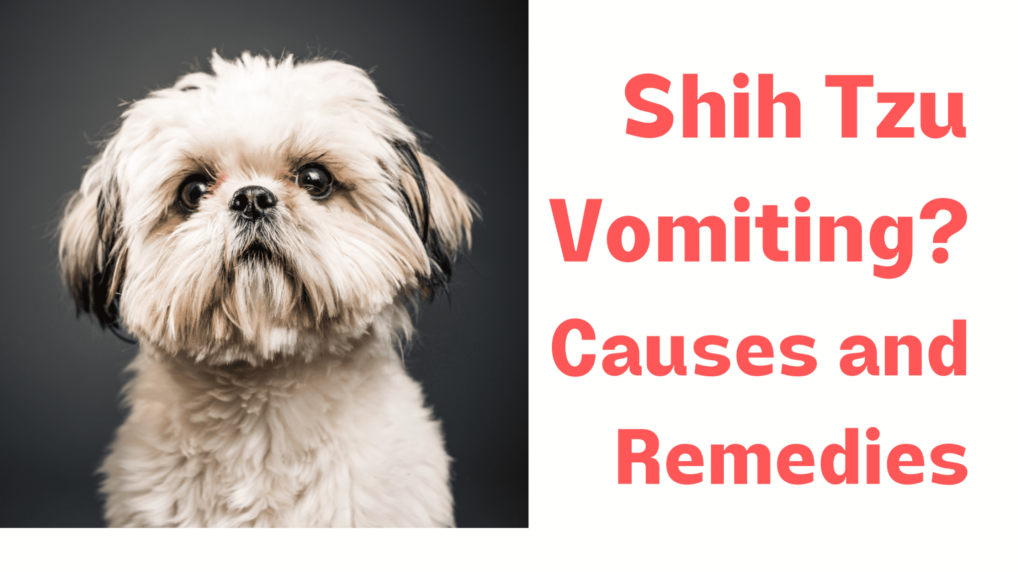 shih-tzu-vomiting-causes-remedies-and-3-treatments