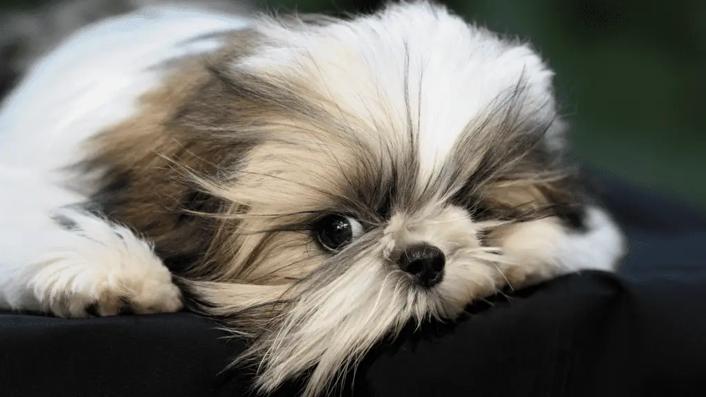 What Should You Give Your Shih Tzu When They Vomit?