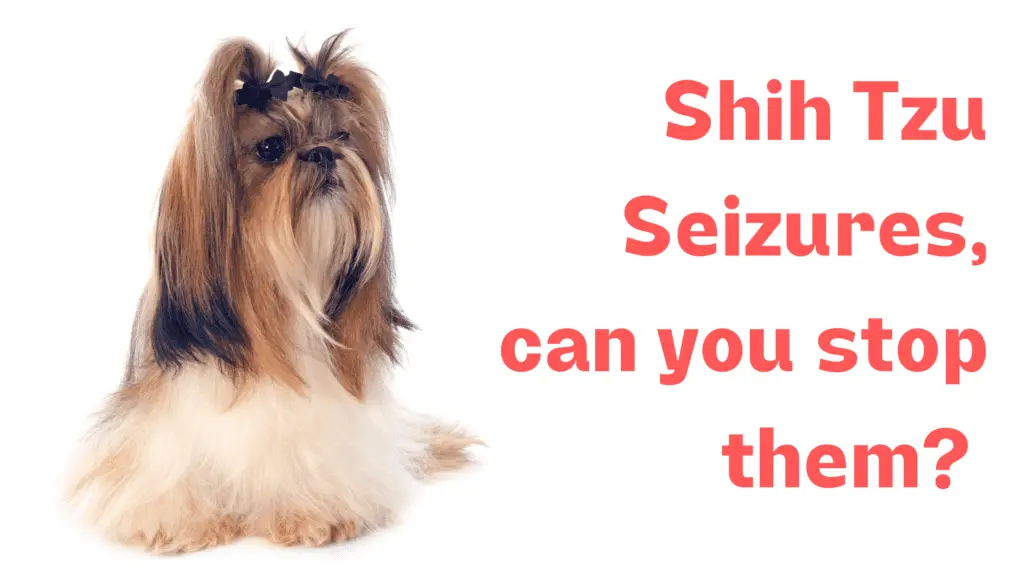 Seizures In Shih Tzu