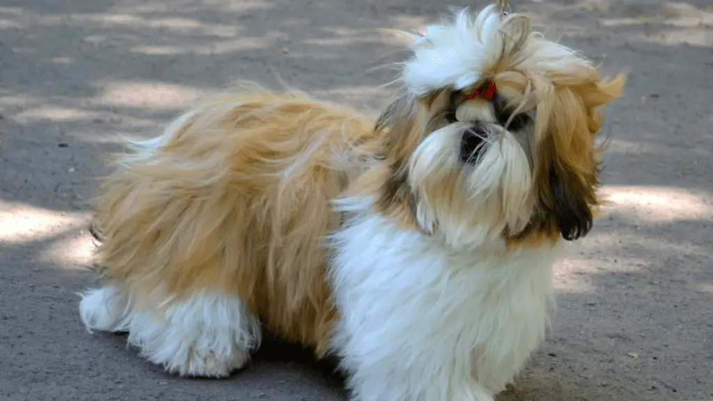 Triggers For Shih Tzus 