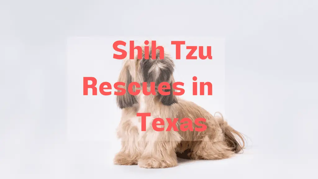 shih tzu rescues in texas