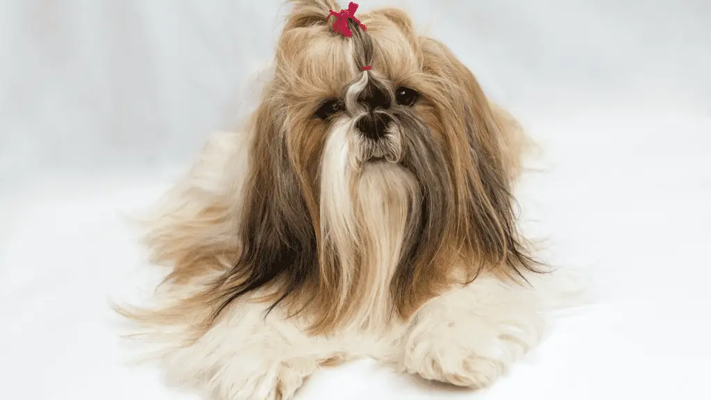 Unconventional Ways of Adopting a Shih Tzu