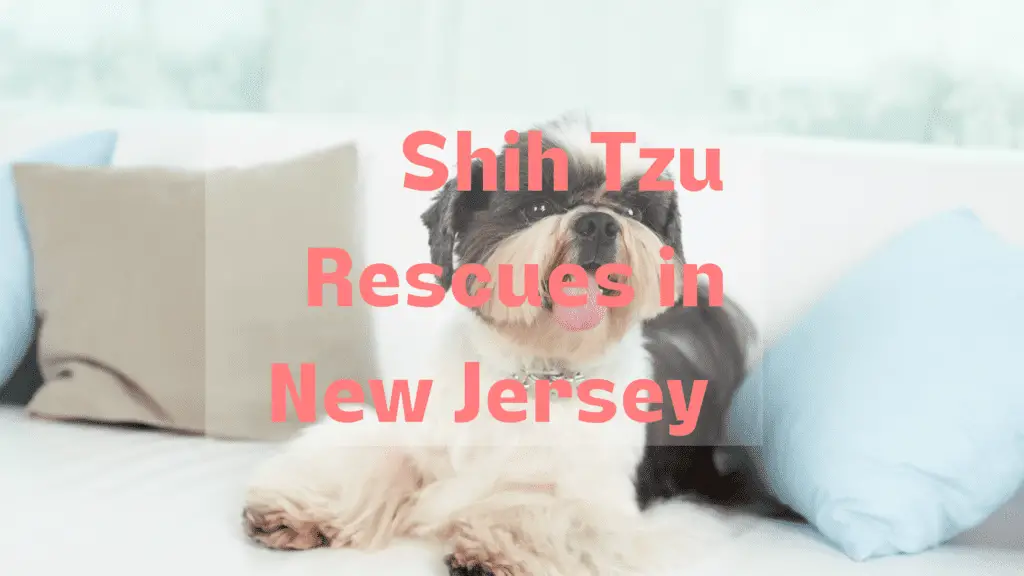 Shih Tzu Rescue New Jersey