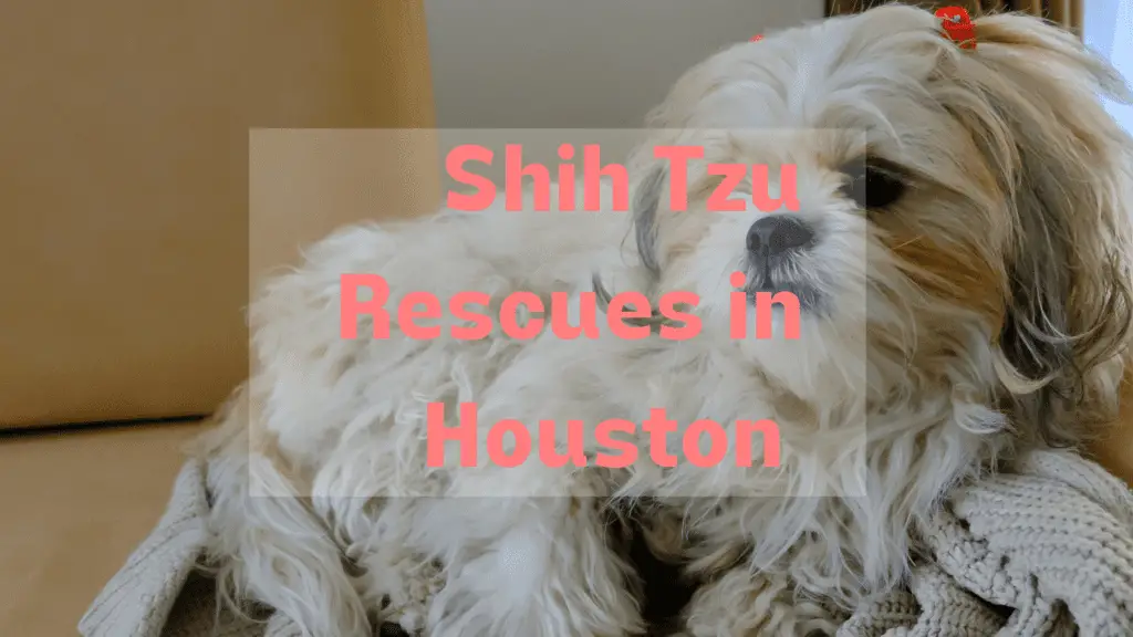 Shih Tzu Rescue Houston