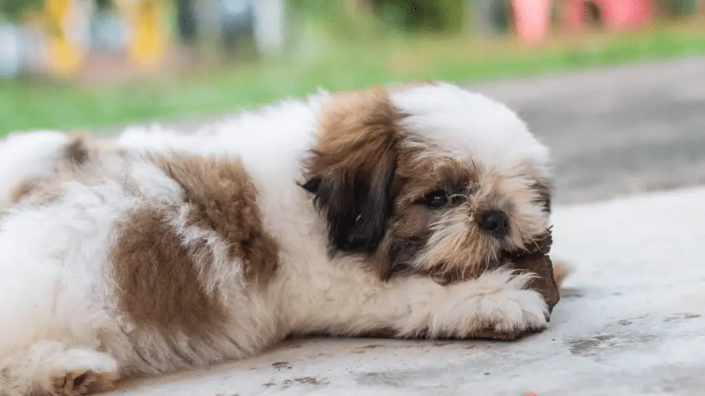 Shih Tzu Rescue Illinois