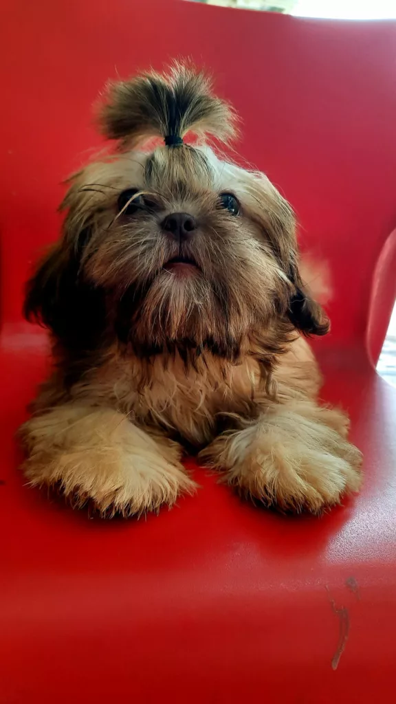 What Should Shih Tzu Eyes Look Like?