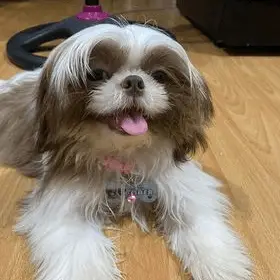 How Can I Tell If My Shih Tzu Is Going Blind?