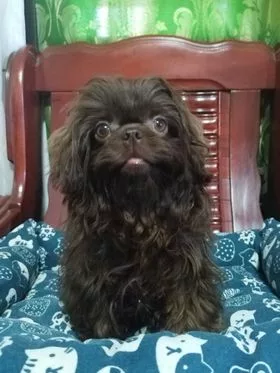 What To Do When Shih Tzu’s Eyes Pop Out?